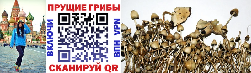 Псилоцибиновые грибы Psilocybe  Балашов 